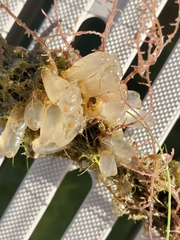 Phlebobranchia