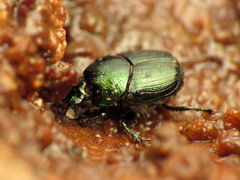 Onthophagus orpheus