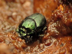 Onthophagus orpheus