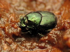 Onthophagus orpheus