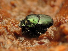 Onthophagus orpheus