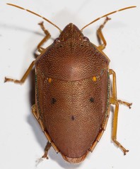 Coleotichus excellens