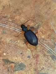Agonum extensicolle