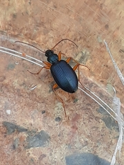 Agonum extensicolle