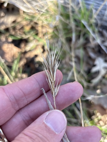 Virginia wildrye (Elymus virginicus)