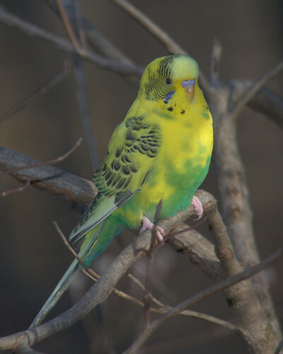 Budgerigar (Melopsittacus undulatus), photo 4