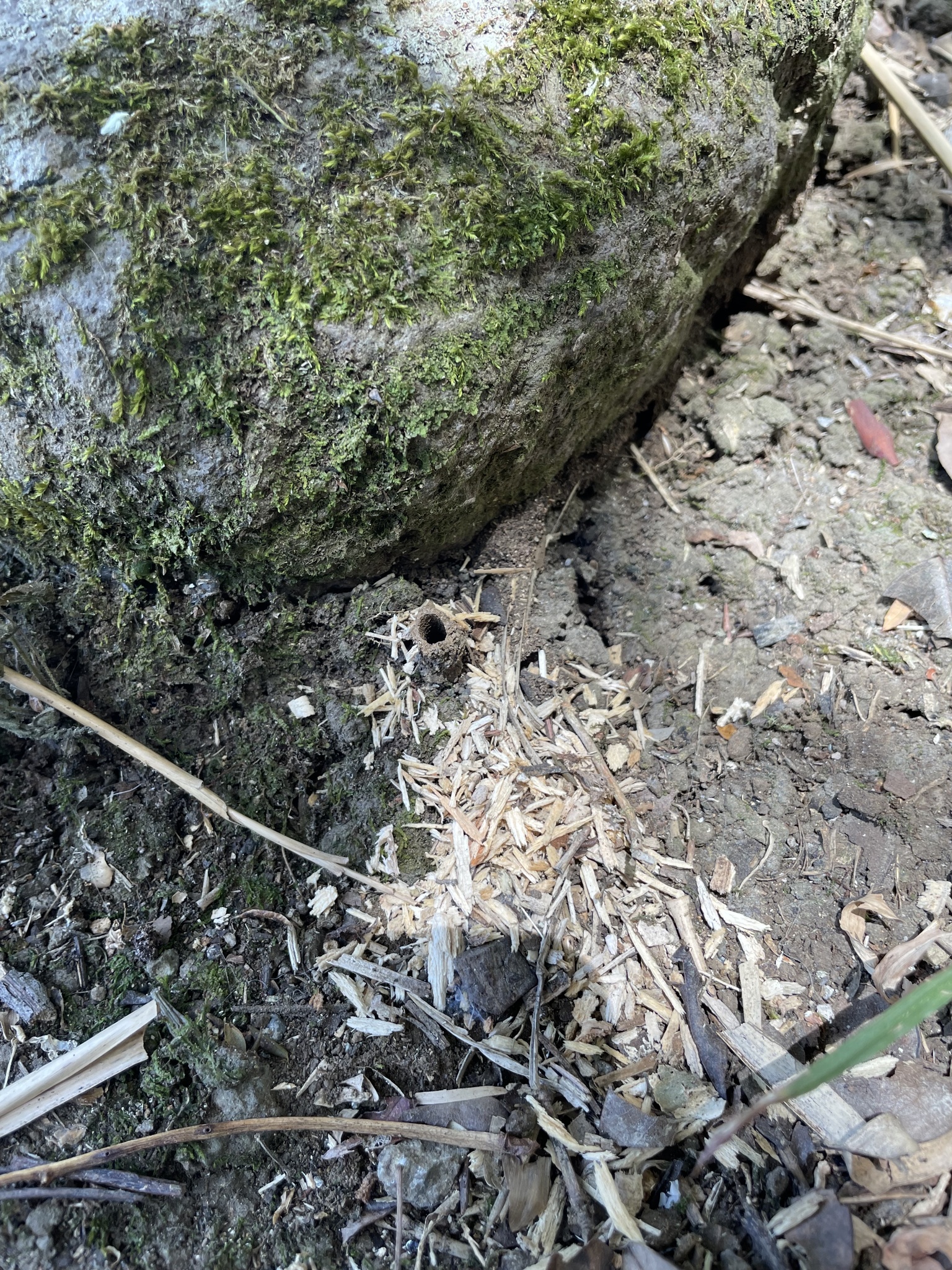 Mycetomoellerius squamulifer