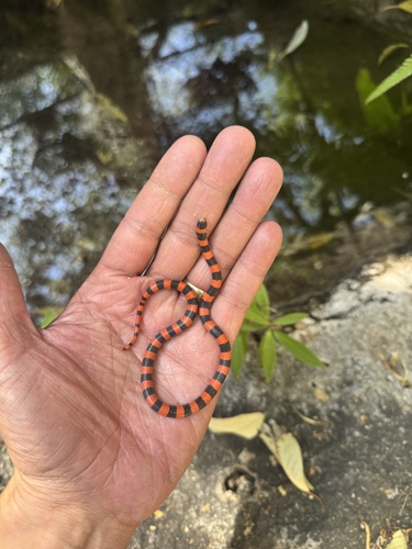 Mexican Groundsnake