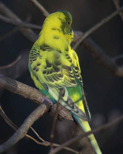 Budgerigar (Melopsittacus undulatus), photo 5
