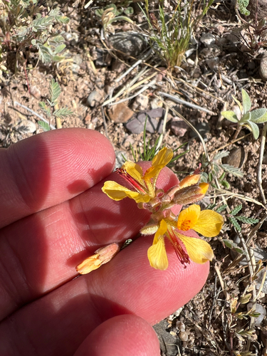 Indian rushpea (Hoffmannseggia glauca)
