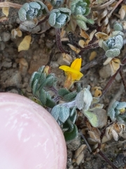 Acmispon wrangelianus