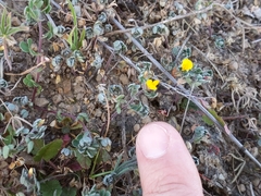 Acmispon wrangelianus