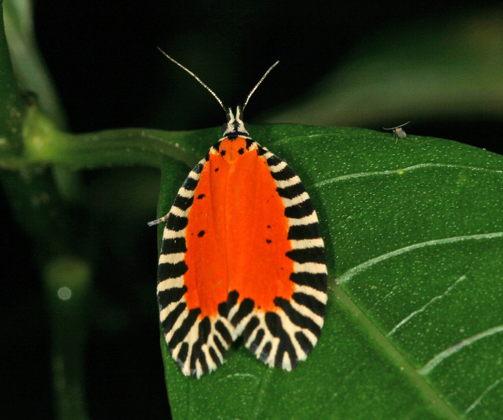 Polyorthini