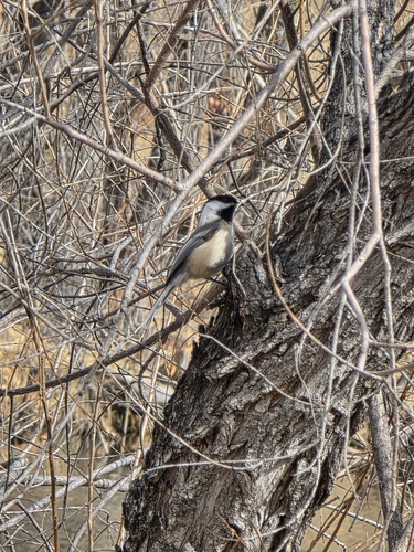 Black-capped Chickadee