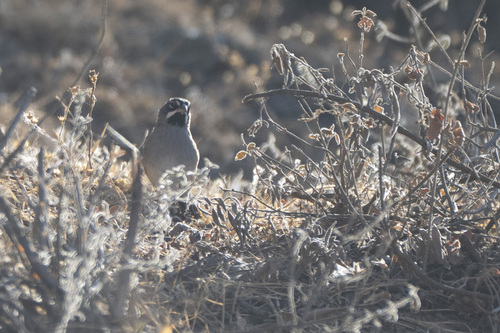 Bridled Sparrow (Peucaea mystacalis), photo 7