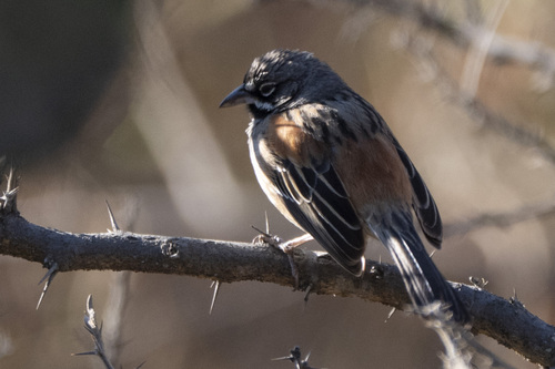 Bridled Sparrow (Peucaea mystacalis), photo 8