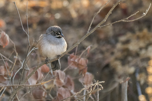 Bridled Sparrow (Peucaea mystacalis), photo 2