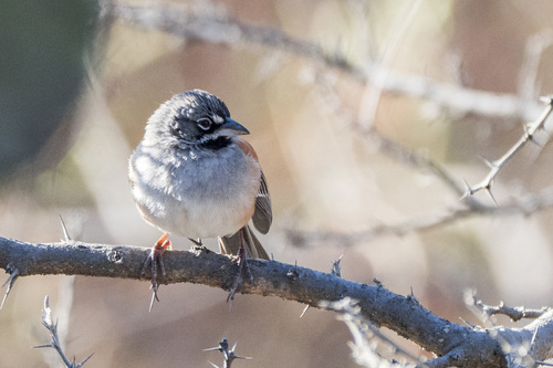 Bridled Sparrow (Peucaea mystacalis), photo 10