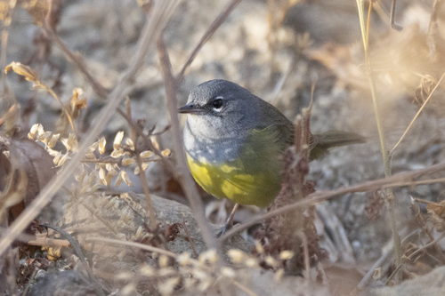 MacGillivray's Warbler (Geothlypis tolmiei), photo 7