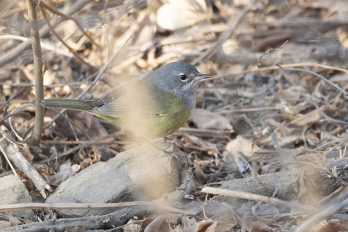 MacGillivray's Warbler (Geothlypis tolmiei), photo 6