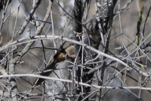 White-throated Towhee (Melozone albicollis), photo 3