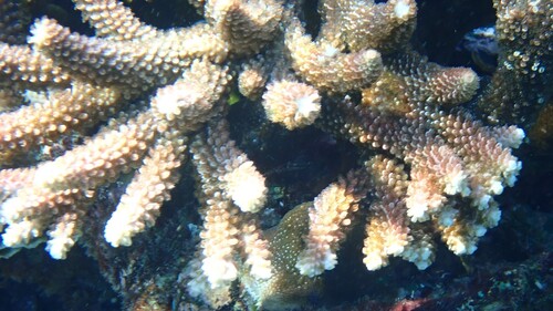 Acropora robusta observed 2026-02-02