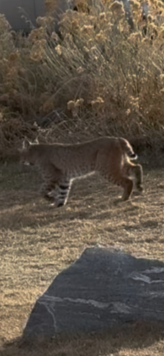 Bobcat