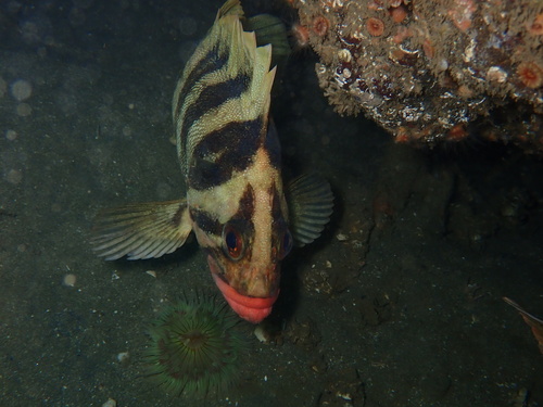 Rockfish (Sebastes serriceps) — Sebastidae — 2