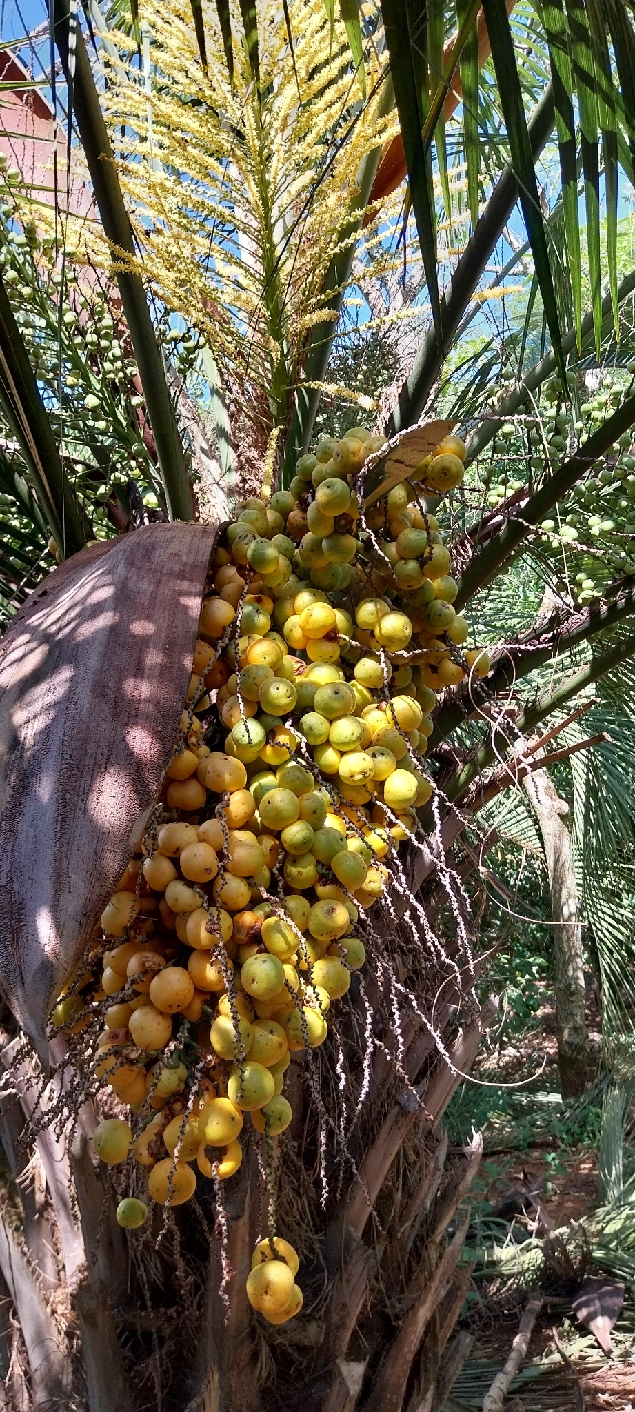 Woolly Jelly Palm (Butia eriospatha)