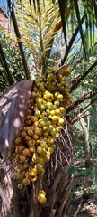 Butia eriospatha