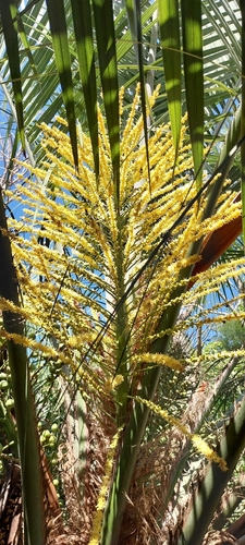 Butia eriospatha, photograph 2