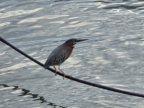Green Heron