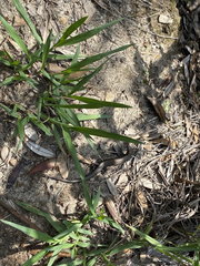 Acritoscincus platynotus