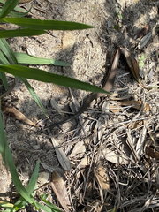 Acritoscincus platynotus