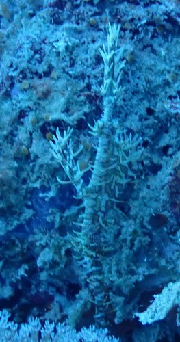 Solenostomus paradoxus
