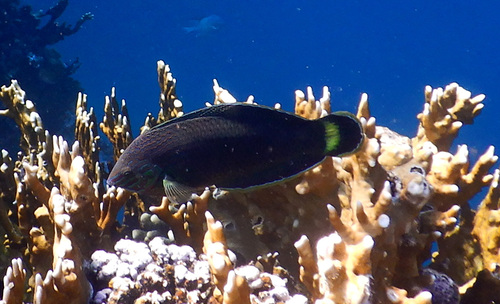 Dusky wrasse (Halichoeres marginatus) — Labridae — 5