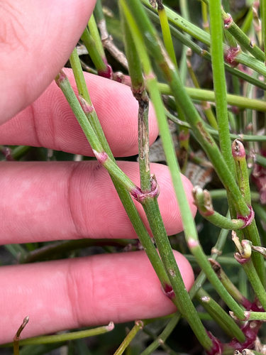 Froelichia juncea observed 2026-03-02