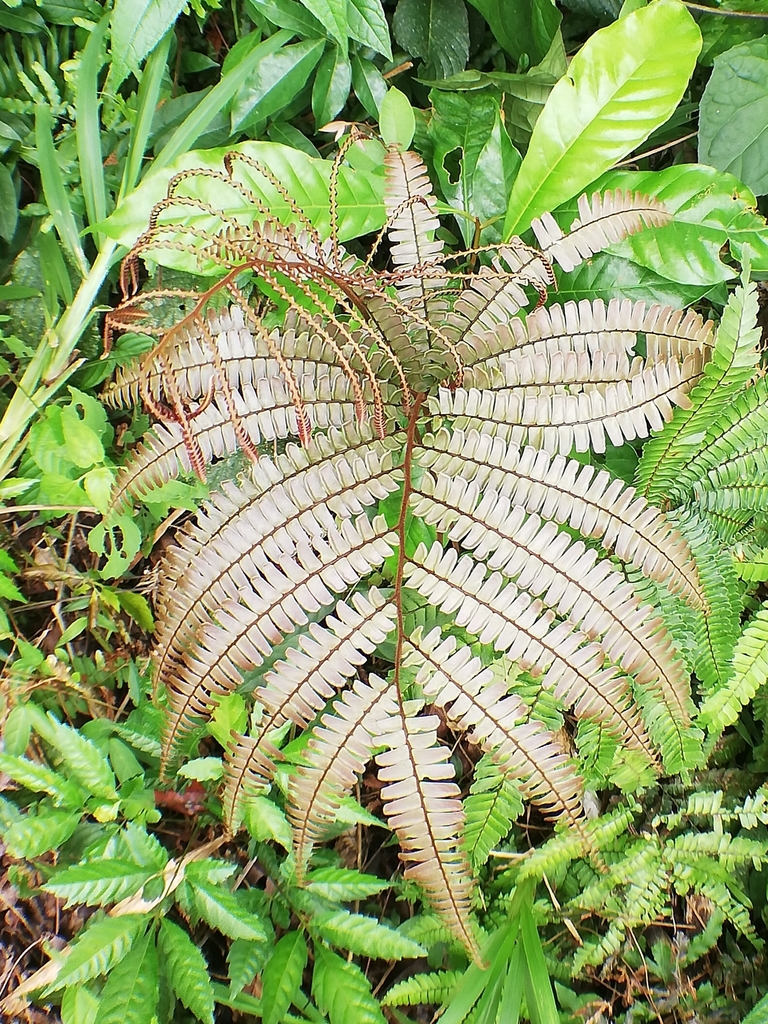 Adiantum amblyopteridium