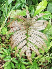 Adiantum amblyopteridium