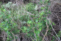 Malacothamnus fasciculatus catalinensis