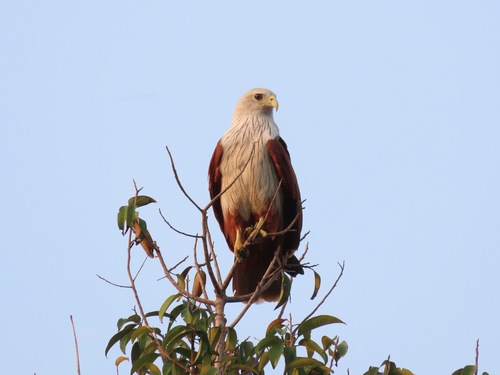 Brahminy Kite