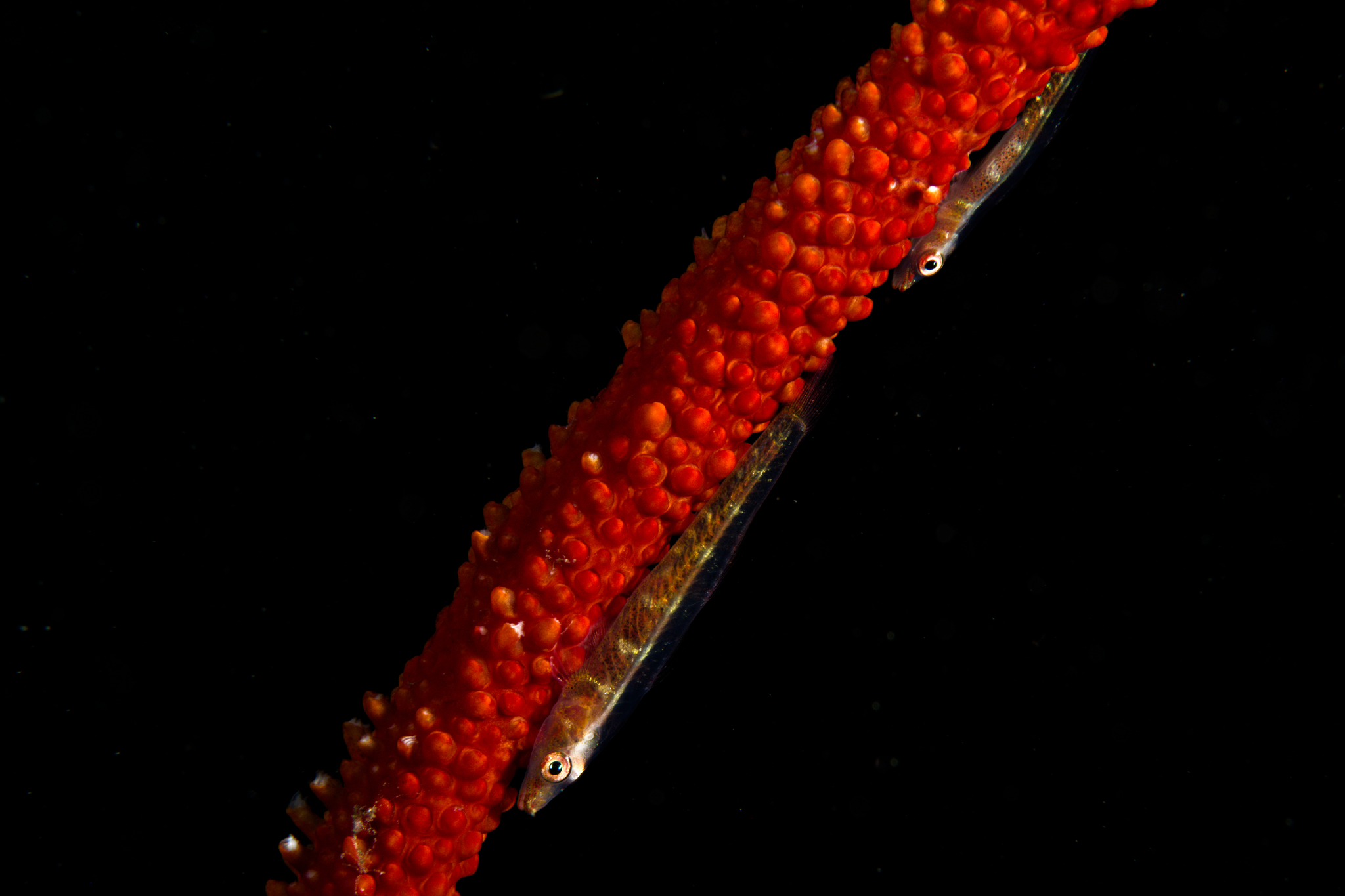 Loki Whip-Goby photo 7