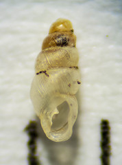 Carychium