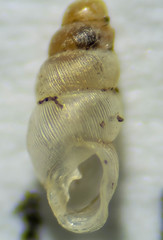 Carychium