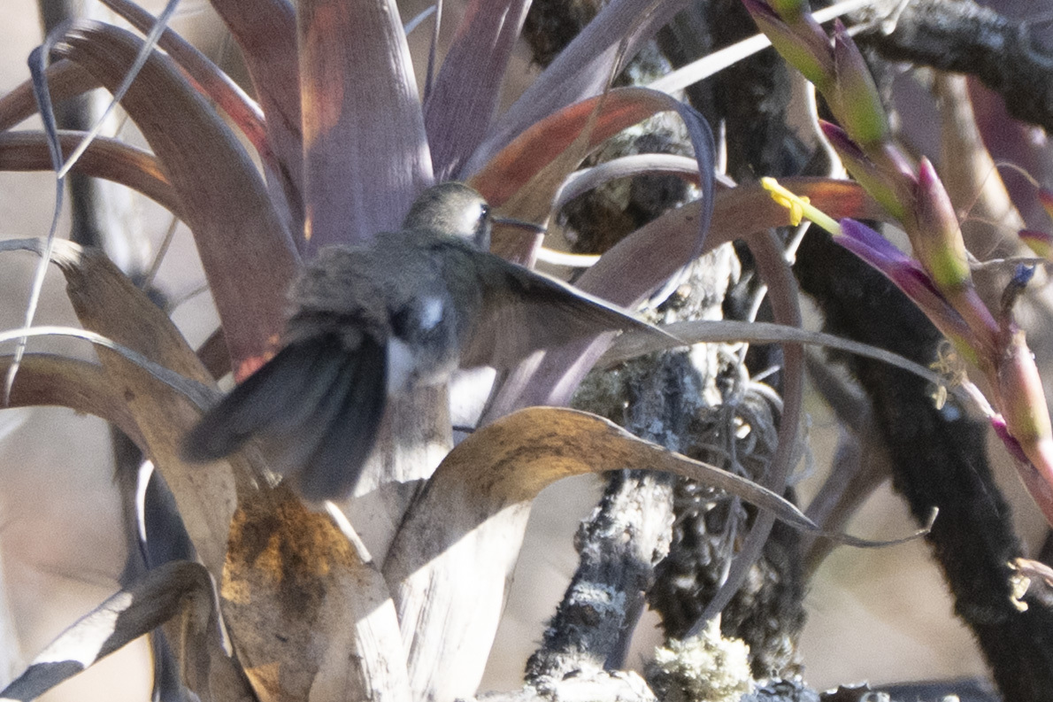 Dusky Hummingbird (Phaeoptila sordida), photo 4