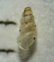 Carychium
