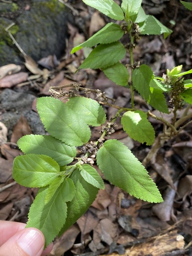 Sida planicaulis observed 2026-02-24