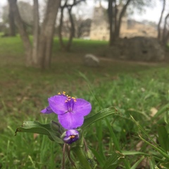 Tradescantia gigantea