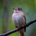 Old World Flycatchers and Chats - Photo (c) Chung Kiu, Ryan Cheng, some rights reserved (CC BY-SA)