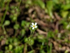 Androsace umbellata